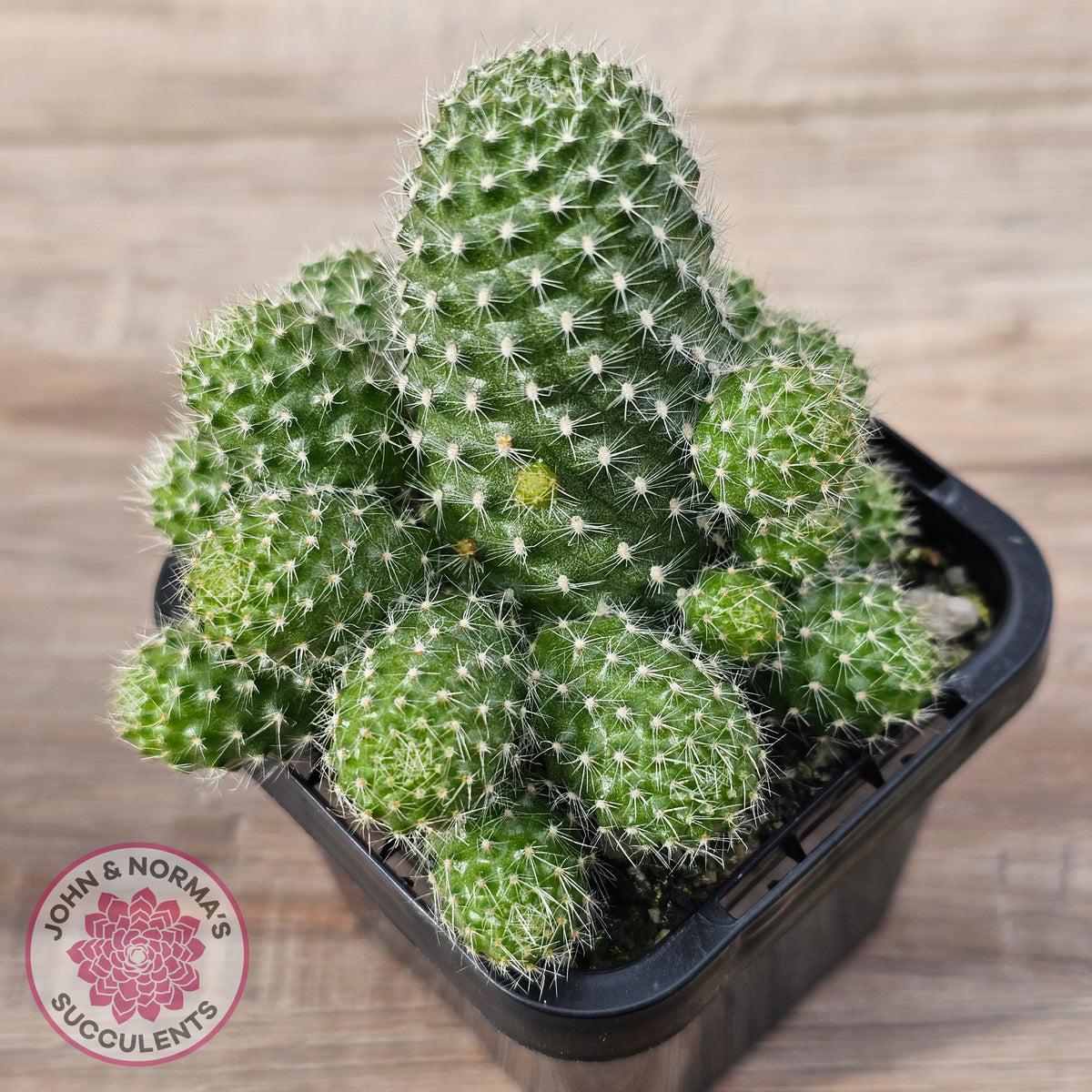 Rebutia pulvinosa 'Crown Cactus' (Yellow flowers)
