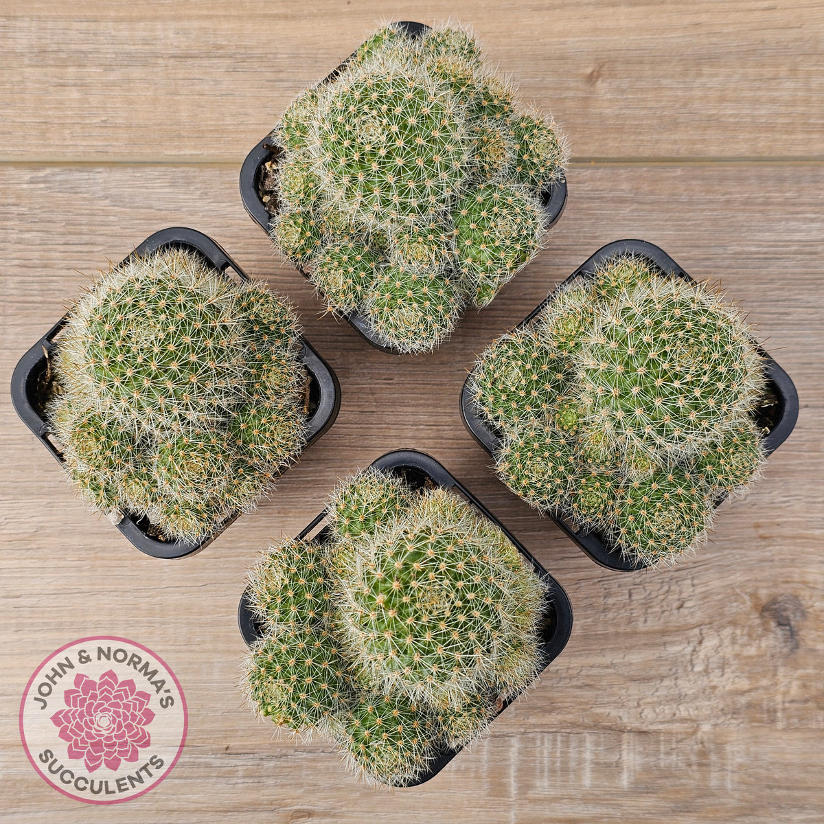 Rebutia pulvinosa 'Crown Cactus' (Orange flowers)