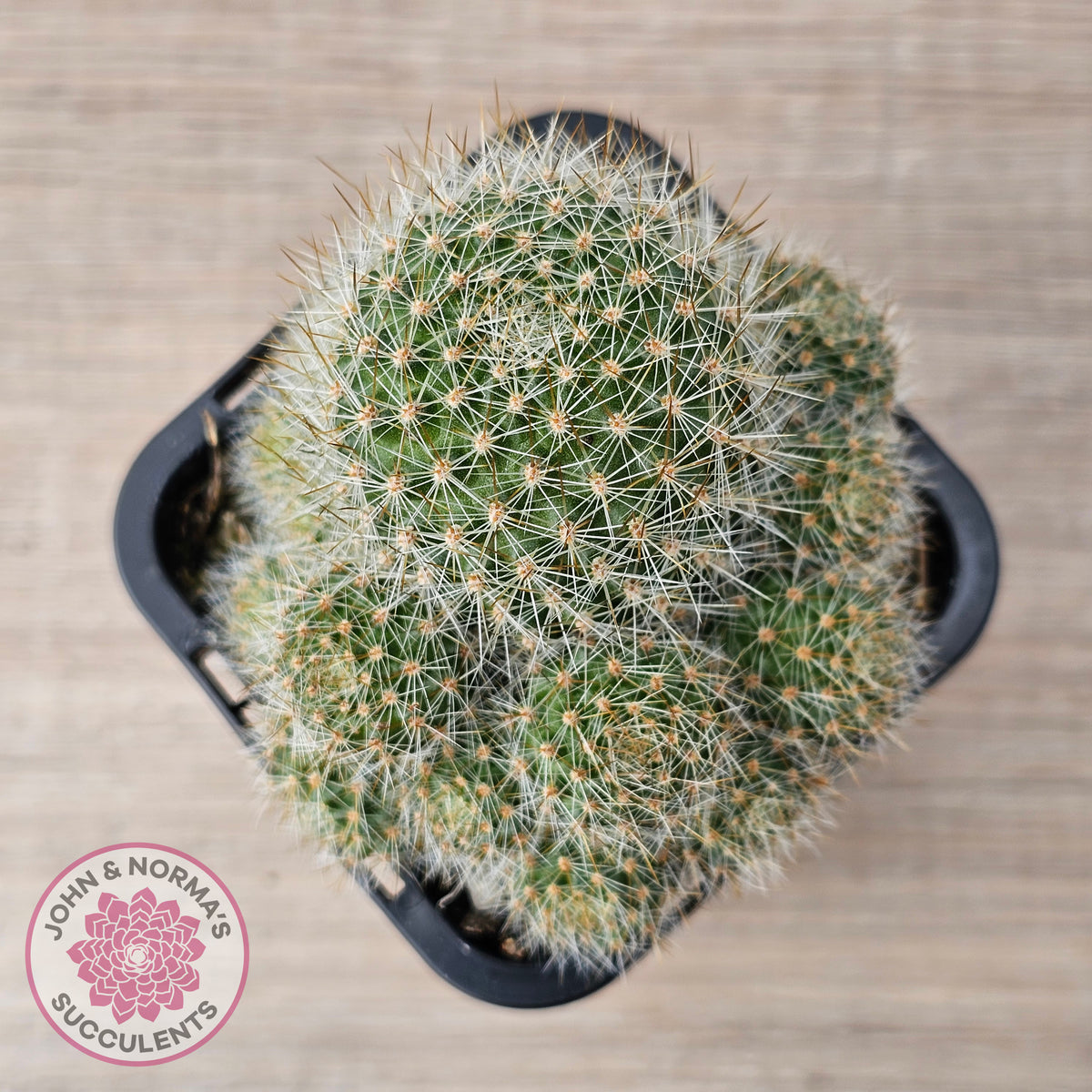 Rebutia pulvinosa 'Crown Cactus' (Orange flowers)