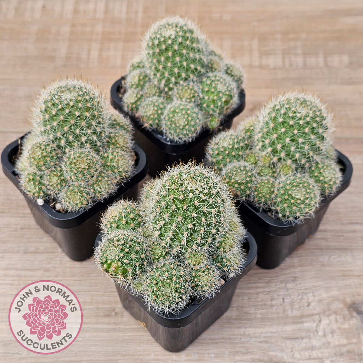 Rebutia pulvinosa 'Crown Cactus' (Orange flowers)