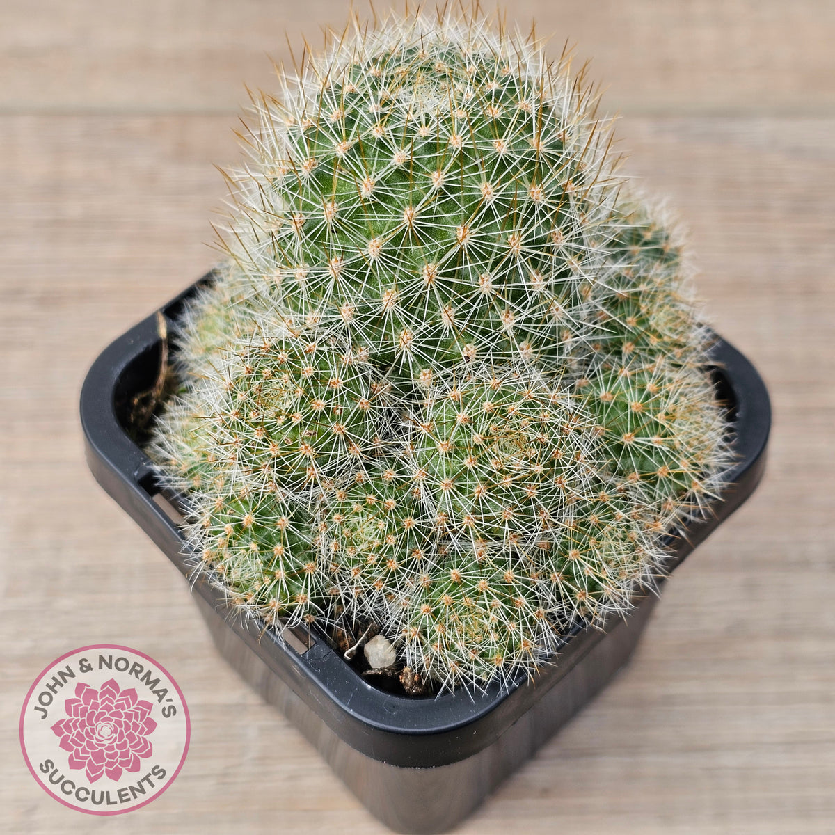 Rebutia pulvinosa 'Crown Cactus' (Orange flowers)