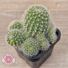 Rebutia pulvinosa 'Crown Cactus' (Orange flowers)