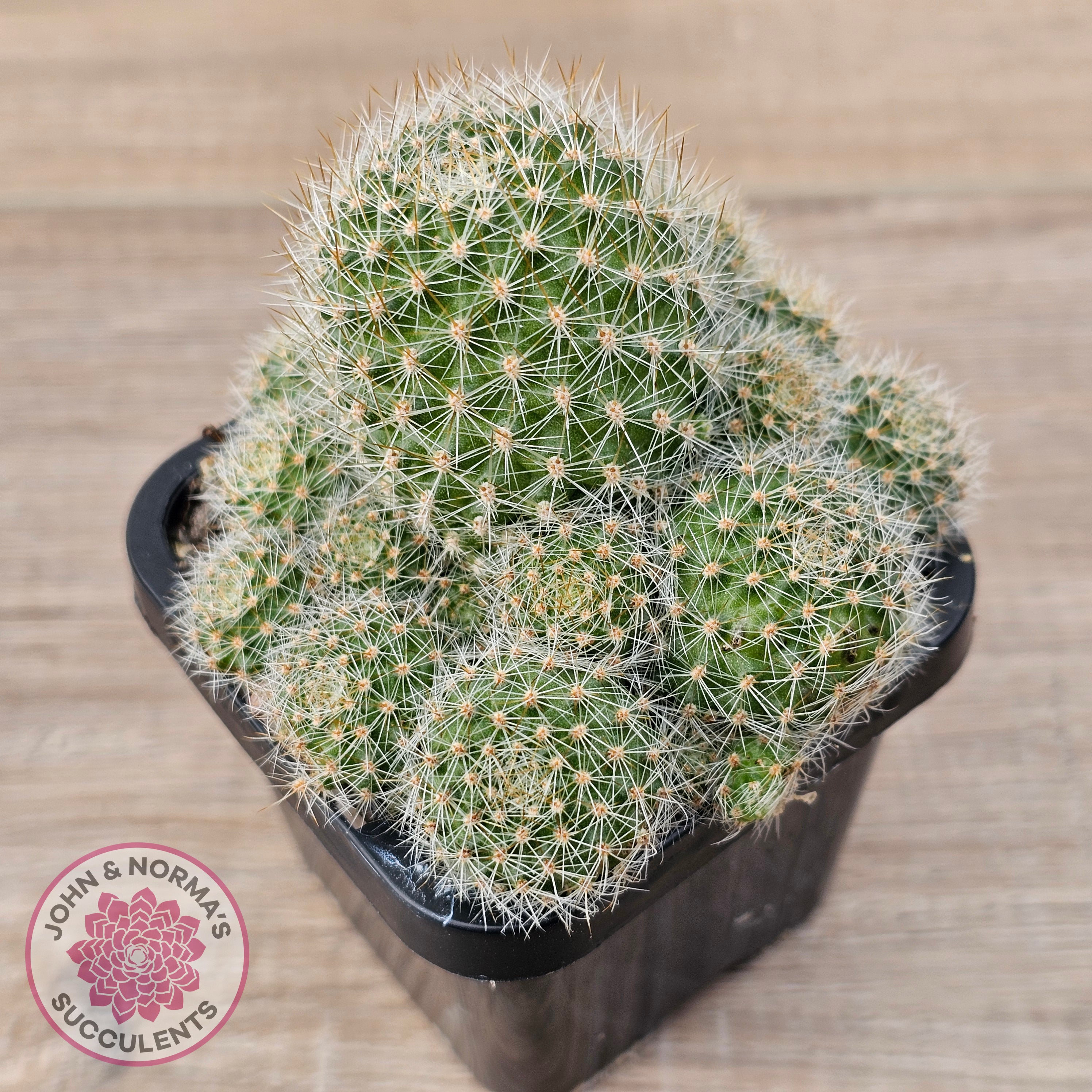 riviva kaktus Buy Rebutia pulvinosa 'Crown Cactus' (Orange flowers) Australia