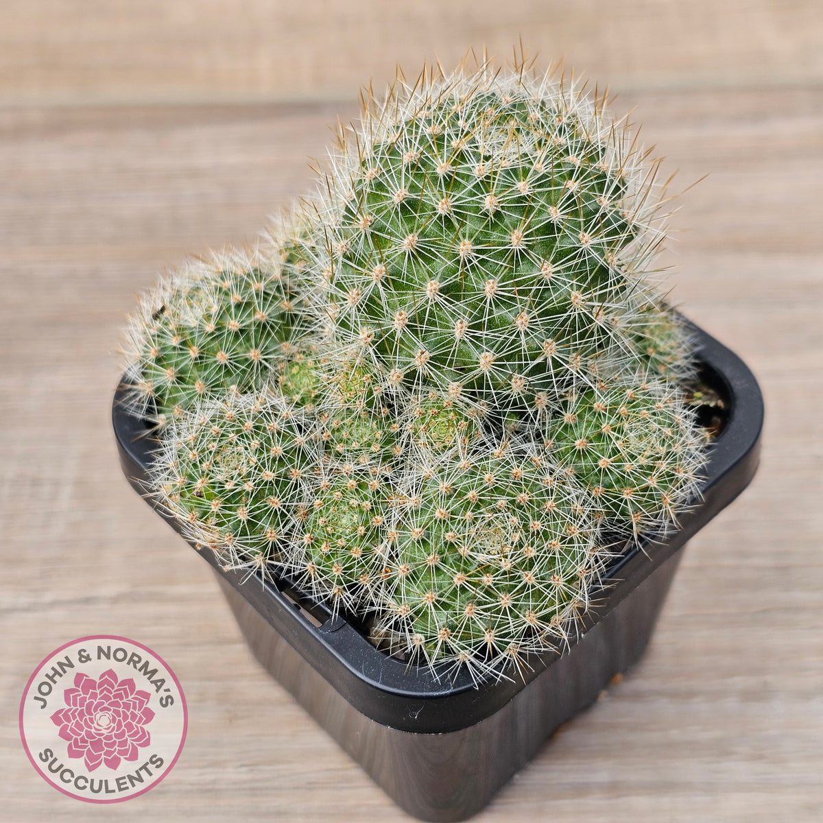 Rebutia pulvinosa 'Crown Cactus' (Orange flowers)