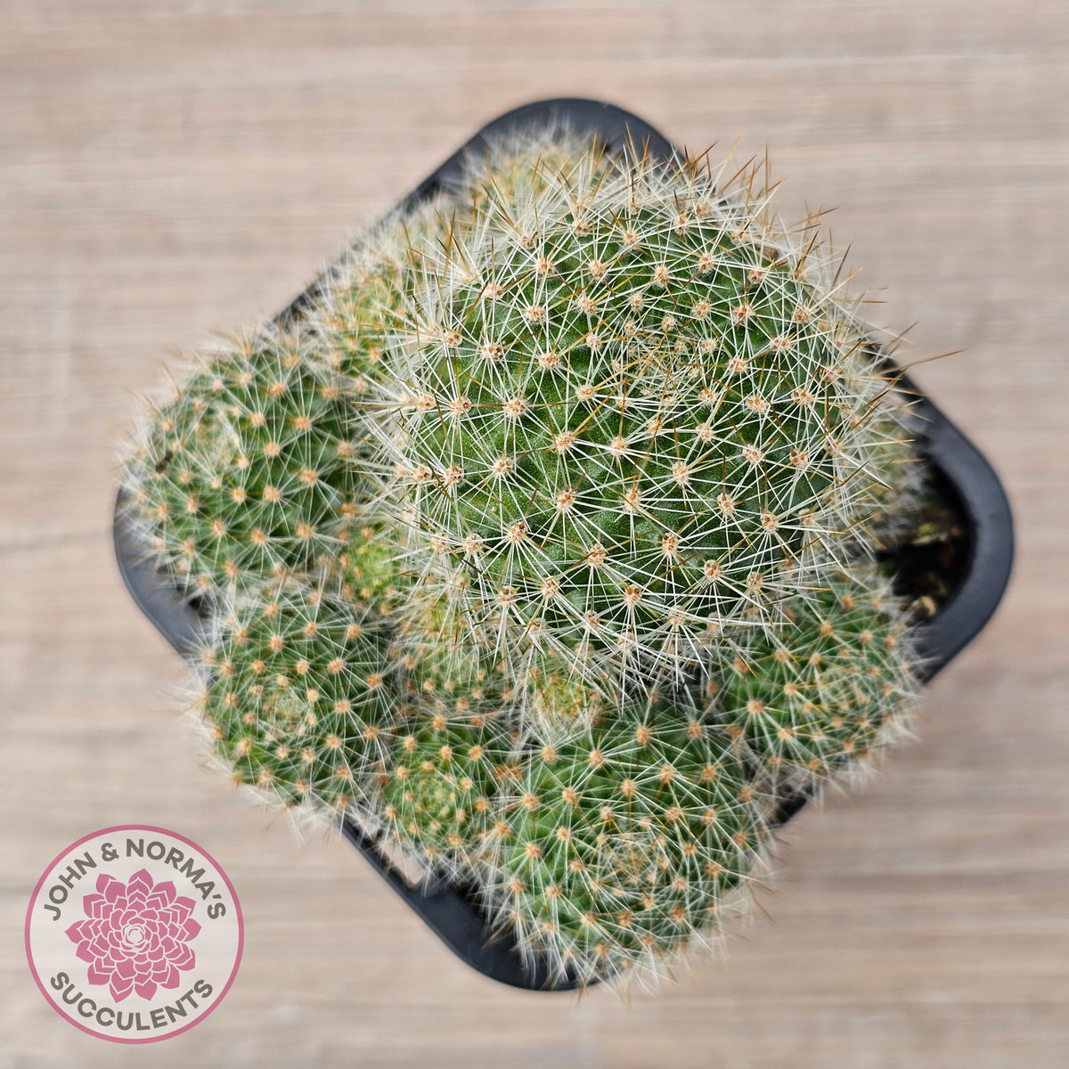 Rebutia pulvinosa 'Crown Cactus' (Orange flowers)