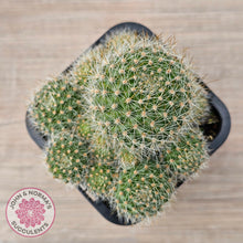 Load image into Gallery viewer, Rebutia pulvinosa &#39;Crown Cactus&#39; - Orange flowers
