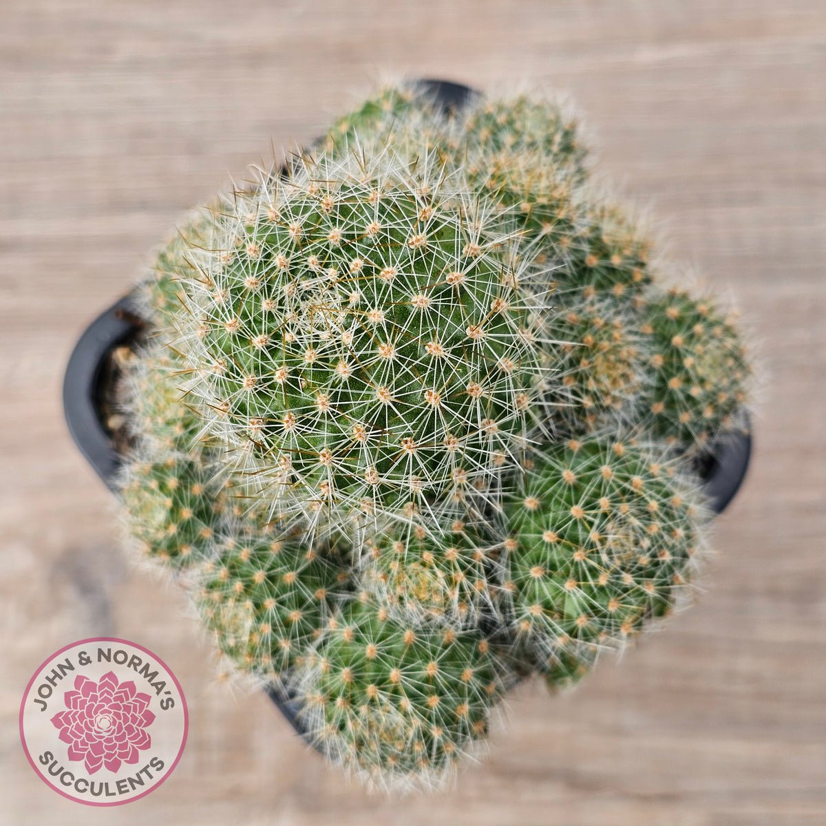 Rebutia pulvinosa 'Crown Cactus' (Orange flowers)