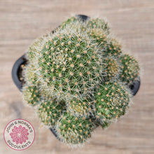 Load image into Gallery viewer, Rebutia pulvinosa &#39;Crown Cactus&#39; - Orange flowers
