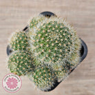 Rebutia pulvinosa 'Crown Cactus' (Orange flowers)