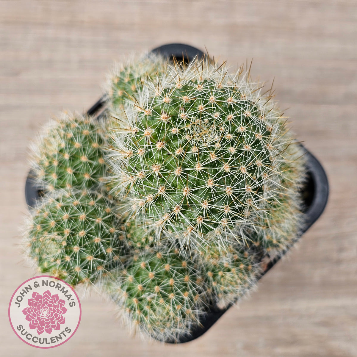 Rebutia pulvinosa 'Crown Cactus' (Orange flowers)