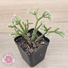 Rhipsalis pilocarpa