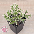 Rhipsalis pilocarpa