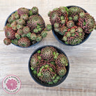 Rosularia Platyphylla