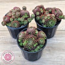 Load image into Gallery viewer, Rosularia Platyphylla
