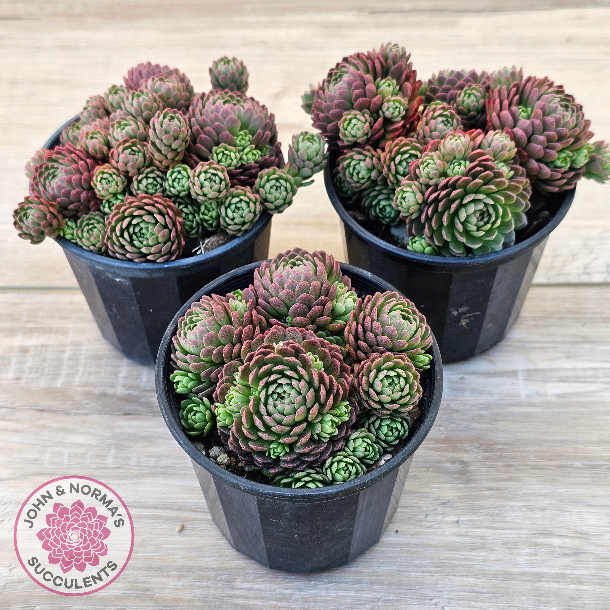 rosularia succulent Buy Rosularia Platyphylla Australia