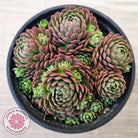 Rosularia Platyphylla