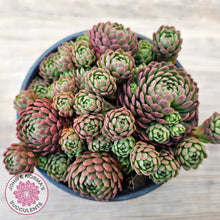 Load image into Gallery viewer, Rosularia Platyphylla
