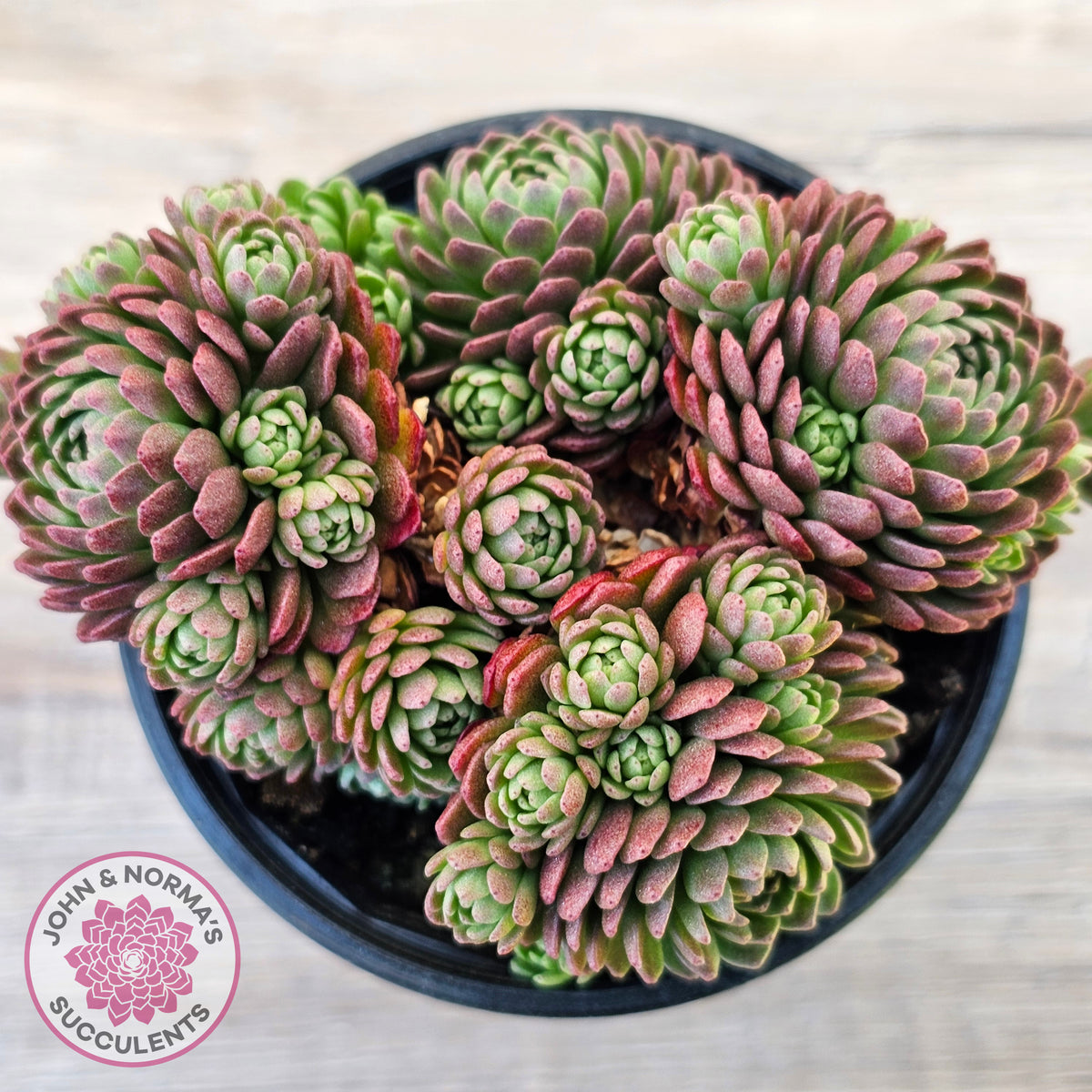 Rosularia Platyphylla
