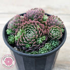Rosularia Platyphylla