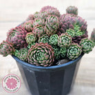 Rosularia Platyphylla