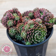 Load image into Gallery viewer, Rosularia Platyphylla
