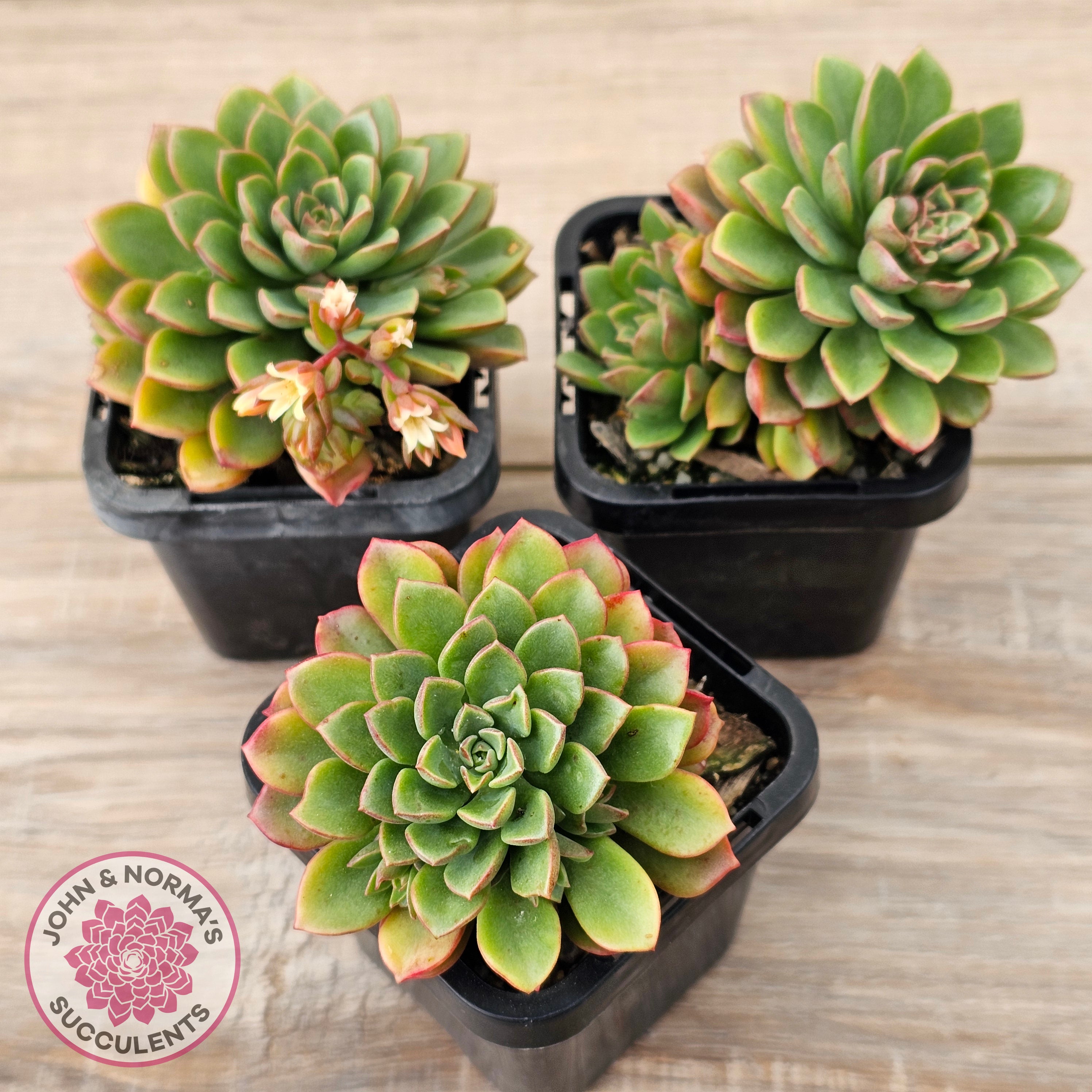 darley dale succulent Buy Sedeveria Darley Dale - (w pups) Australia