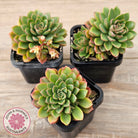 Sedeveria Darley Dale - (w pups)