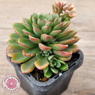 Sedeveria Darley Dale - (w pups)