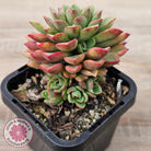 Sedeveria Darley Dale - (w pups)