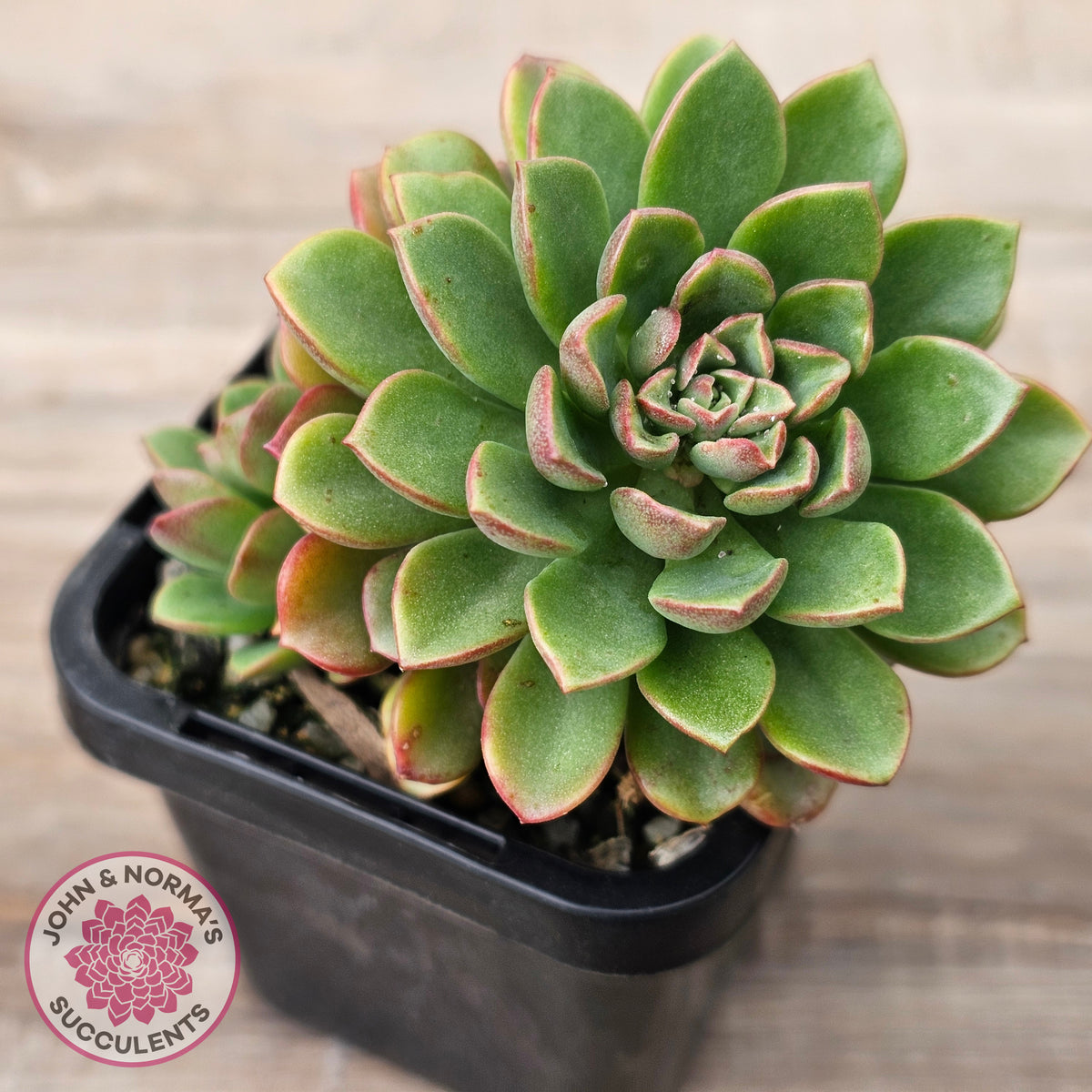 Sedeveria Darley Dale - (w pups)