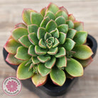 Sedeveria Darley Dale - (w pups)