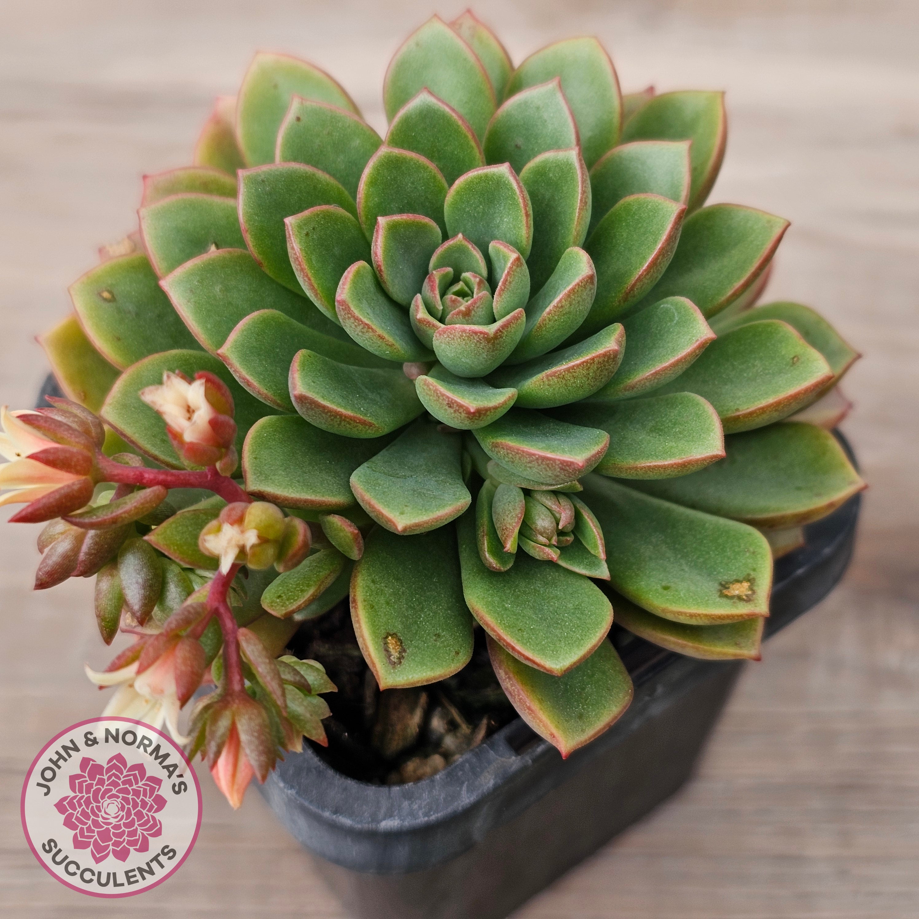 darley dale succulent Buy Sedeveria Darley Dale - (w pups) Australia