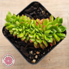 Sedeveria Letizia Crest