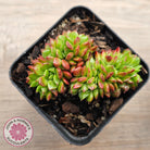 Sedeveria Letizia Crest