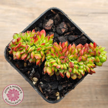 Load image into Gallery viewer, Sedeveria Letizia Crest
