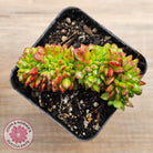Sedeveria Letizia Crest