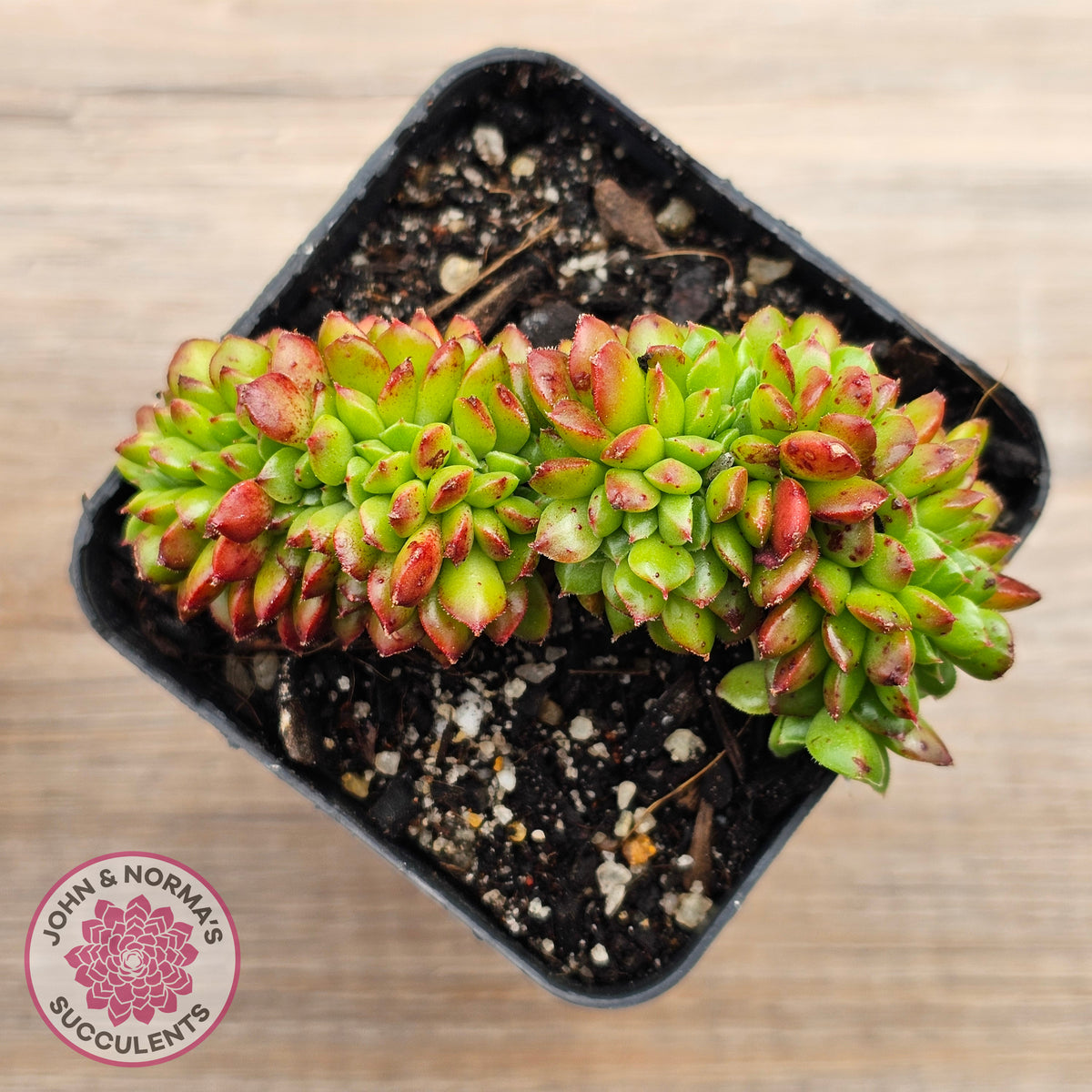 Sedeveria Letizia Crest