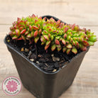 Sedeveria Letizia Crest