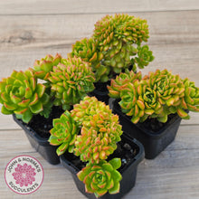 Load image into Gallery viewer, Sedeveria Letizia Crest
