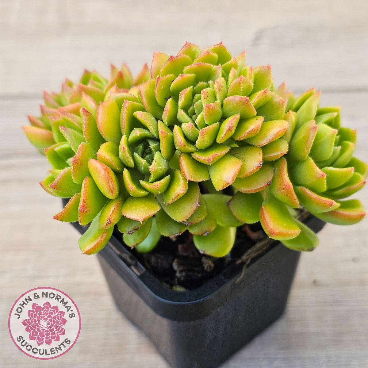 Sedeveria Letizia Crest
