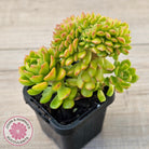 Sedeveria Letizia Crest