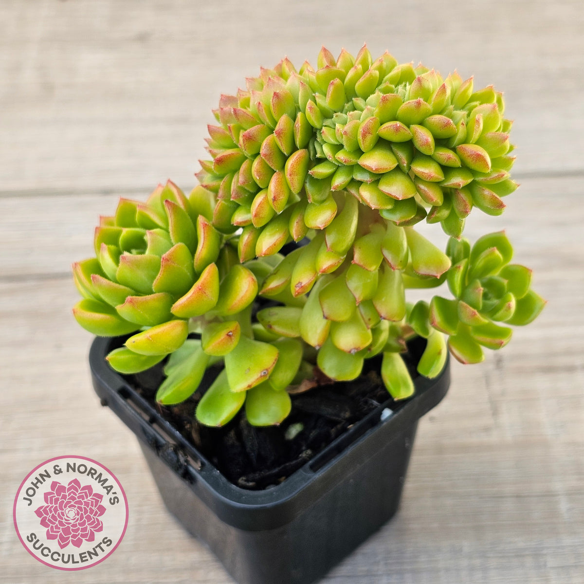 Sedeveria Letizia Crest