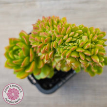 Load image into Gallery viewer, Sedeveria Letizia Crest
