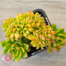 Load image into Gallery viewer, Sedeveria Letizia Crest
