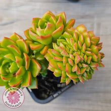 Load image into Gallery viewer, Sedeveria Letizia Crest
