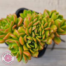 Load image into Gallery viewer, Sedeveria Letizia Crest
