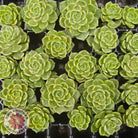 Sedeveria Letizia Variegata Cutting/s