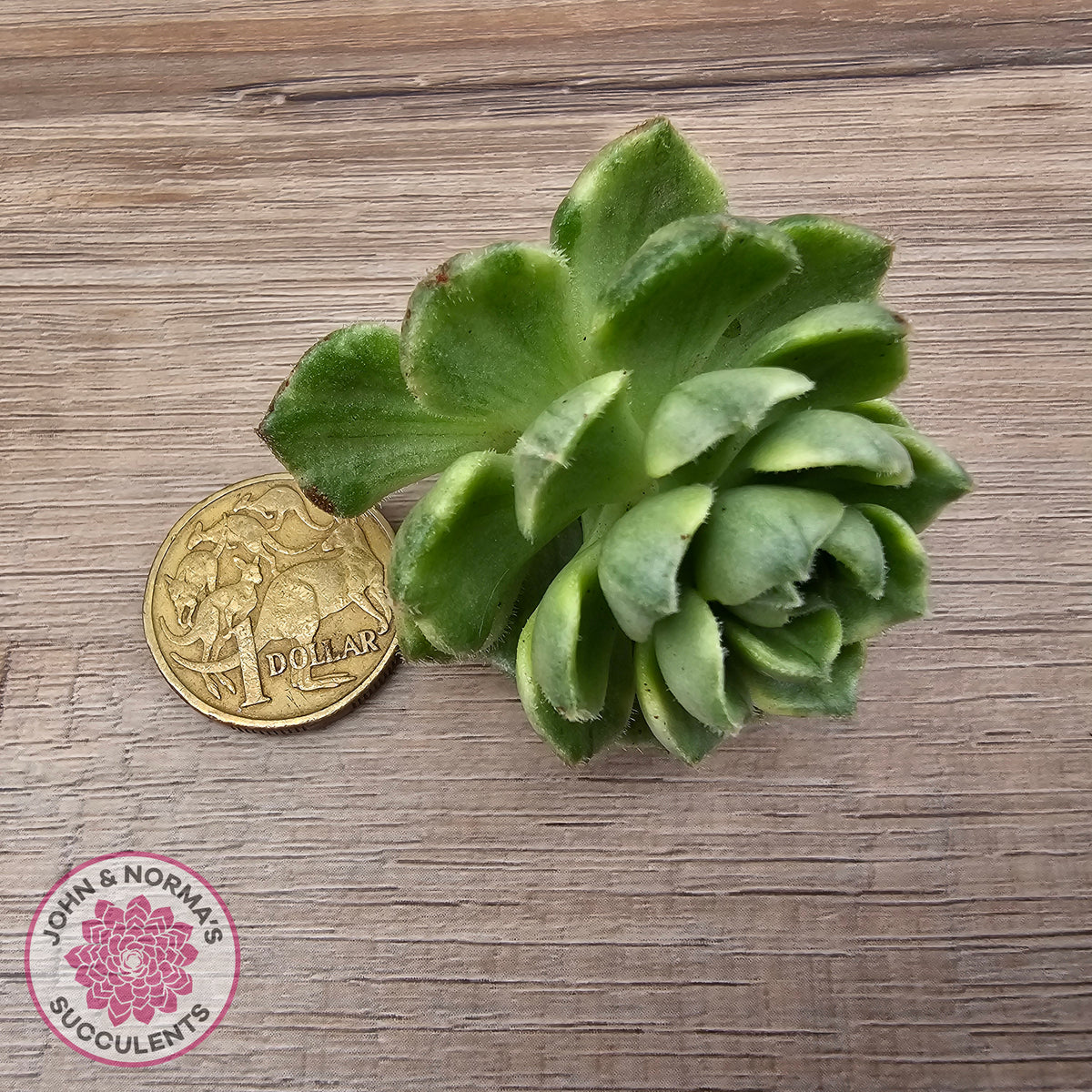Sedeveria Letizia Variegata Cutting/s