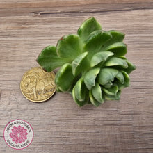 Load image into Gallery viewer, Sedeveria Letizia Variegata Cuttings
