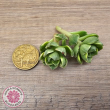 Load image into Gallery viewer, Sedeveria Letizia Variegata Cuttings
